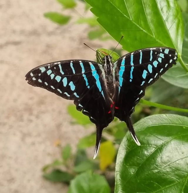 Butterfly House Sardegna Glamping Alghero